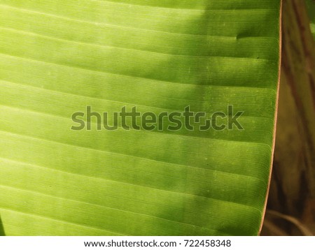 clear Bright colorful Banana leaf, Green color leaves, botanically a berry plant leaf