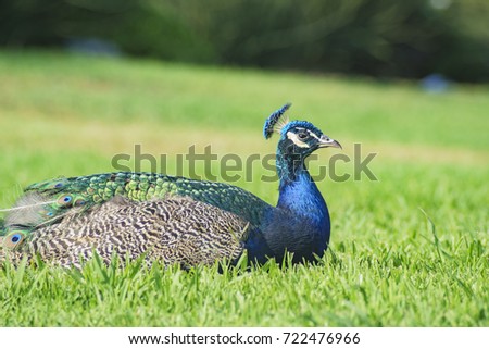 Sleepy peacock sitting on ground 