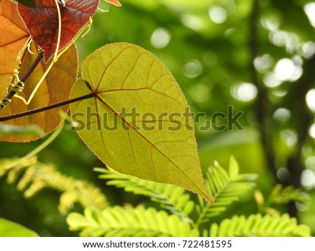 Very Beautiful shiny love symbol shaped Princess Tree leaves, Green orange and brownish(coffee) color leafs, Heart shaped, Indian tulip tree leafs, eastern Red-bud, Pacific rosewood, Portia tree 