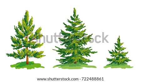 Vector drawing of little pine tree and two fir trees. EPS8