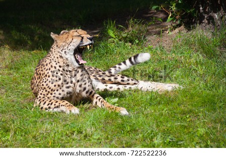 Cheetah lying on green grass and yawning big cat mammal wild animal