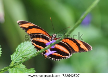 banded orange heliconian butterfly (Dryadula phaetusa)