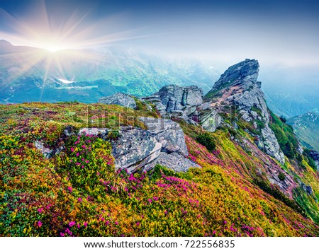 Colorful summer view of fields of blooming rhododendron flowers. Splendid morning scene of Carpathian mountains in June, Ukraine, Europe. Beauty of nature concept background. Â 