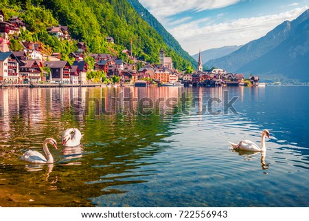 White swans on the lake Hallstatter See. Sunny morning scene on the pier of Hallstatt village in the Austrian Alps, Liezen District of Styria, Austria, Alps. Europe. Traveling concept background.
