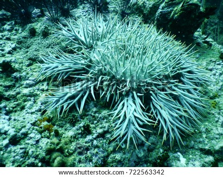 small Sea anemone with scuba diving