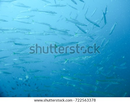 group of  mullet  fish in deep sea pacific with scuba diving photo