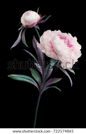 artificial peonies on black background Royalty-Free Stock Photo #722574865