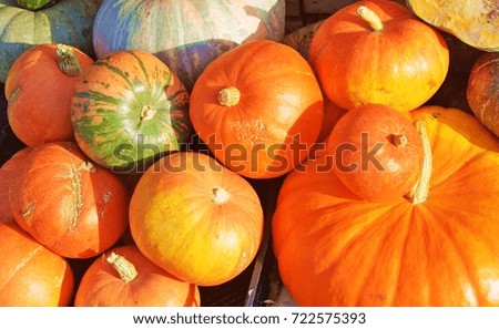 Many pumpkins on the farm market. Healthy food, autumn harvest, sunny day