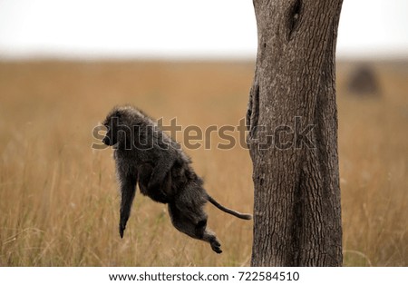 Olive baboon jumping from a tree holding her baby