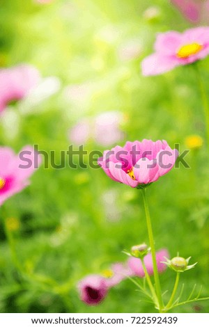Cosmos flowers in the park , Beautiful pink flowers  in the garden, colorful and sunlight