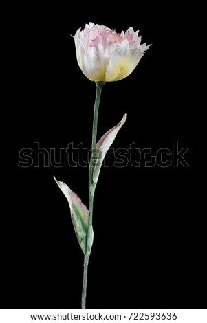 Artificial terry tulip on black background