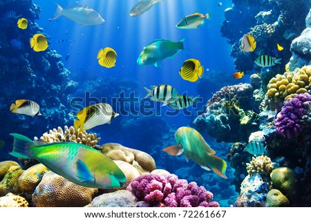 Photo of a tropical Fish on a coral reef Royalty-Free Stock Photo #72261667