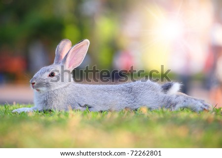 cute gray rabbit on grass with nice background.
