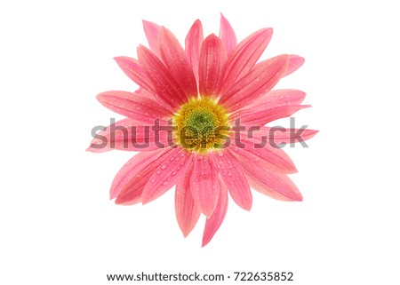 Chrysanthemum flowers on a white background