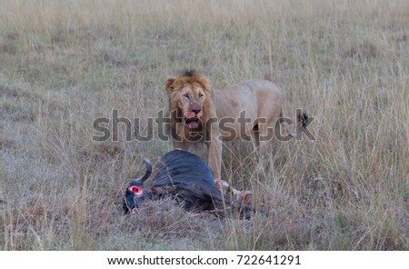 This is a picture of a lion near dead wildebeest after successful hunting. It is an excellent illustration which shows wildlife.