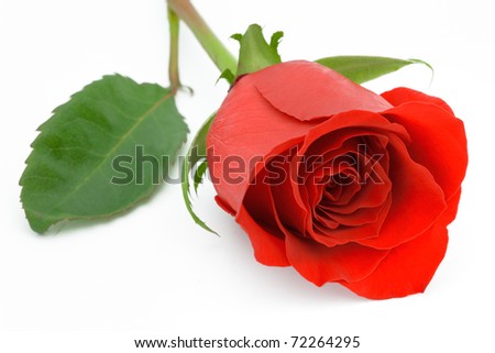 Red Rose Macro Isolated against White Background