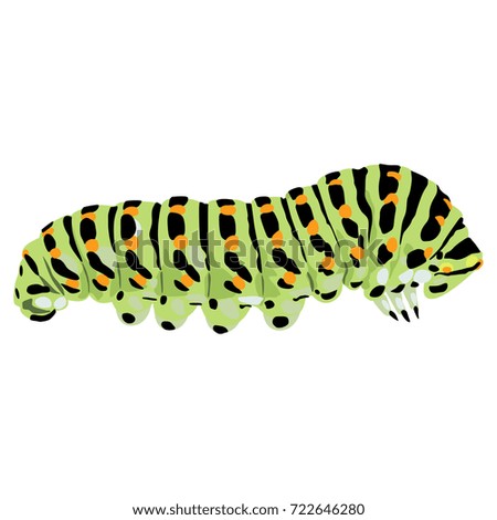 Isolated colorful vector illustration of a caterpillar of black swallowtail butterfly. Papilio polyxenes.