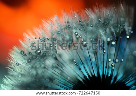 dandelion fluff with dew