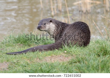 An otter