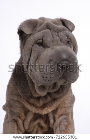Portrait of Gray Sharpei Dog looking side on Isolated White Background. Studio shat.