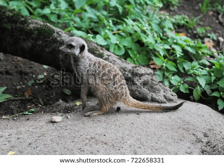 meerkat (Suricata suricatta) 