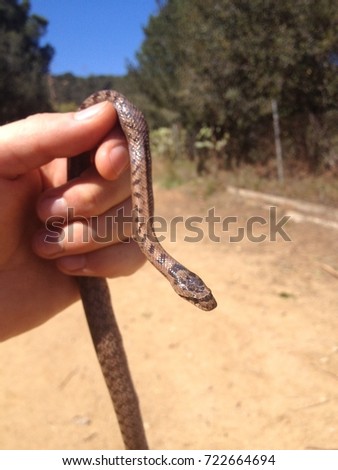 Snake handler manipulating a Coronella austriaca european snake in a rocky desert mountain.