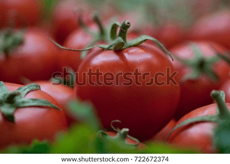 a few red ripe and tasty tomatoes
