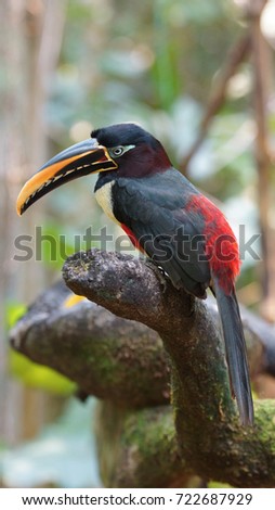 Toucan seen in profile in Ecuadorian amazon. Common names: Pichilingo. Scientific name: Pteroglossus castanotis