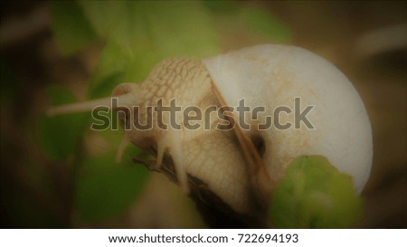 Snail eating in the forest natural