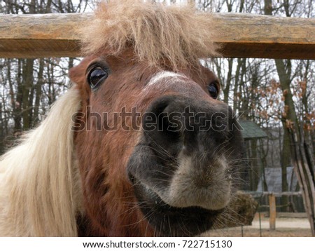 Pony horse portrait in the wild park