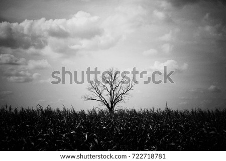 Lonely dead tree in nature