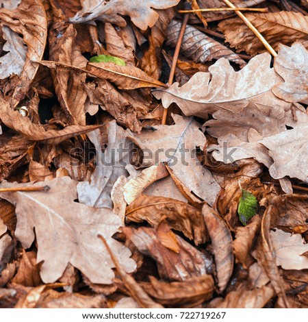 Fallen leaves of chestnut, maple, oak, acacia. Brown, red, orange and green Autumn Leaves Background