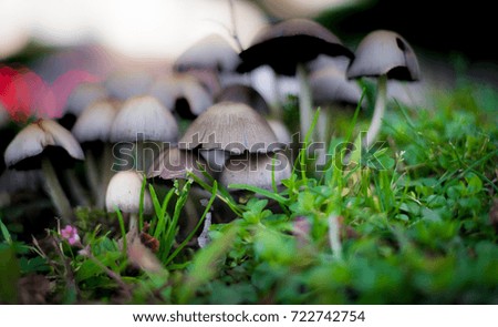 Colony group of white mushrooms growing in the forest fresh poisonous