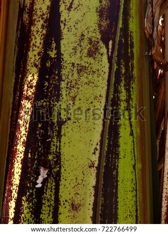 Closeup of a Ethiopian Banana Tree Trunk with a Smooth Glossy Sheen & Soothing Mellow Tones.