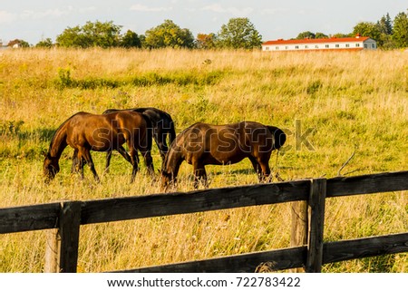 Farm Horses grazing on wild pasture