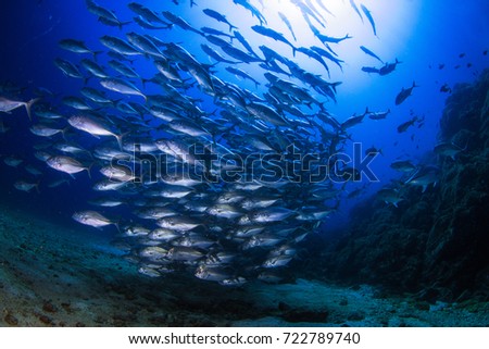 Schooling fish and sharks in Coiba waters. Incredible underwater life around Coiba island, Panama, Central America.