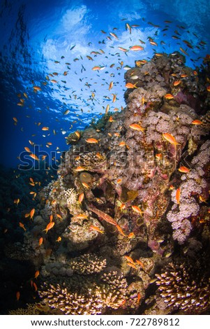 Beautiful coral surrounded by anthias fishes. Red sea, Egypt.
