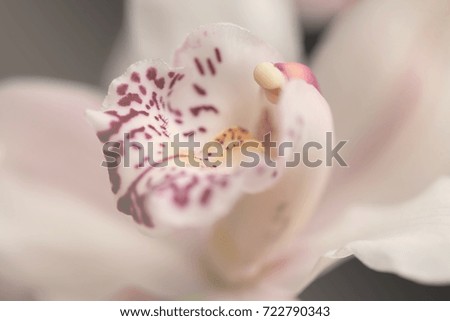 focus on the inside of the flower white orchids, note shallow depth of field