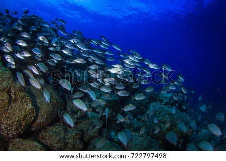 Schooling fish. Million of fished in clear water of Pacific ocean. Panama, Coiba Island, Central America.