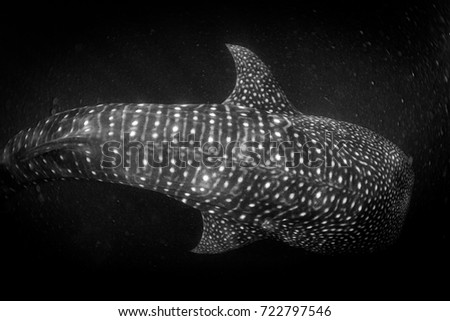 Whale shark in bad visibility, full of plankton. Giant. Panama, Coiba Island, Central America.