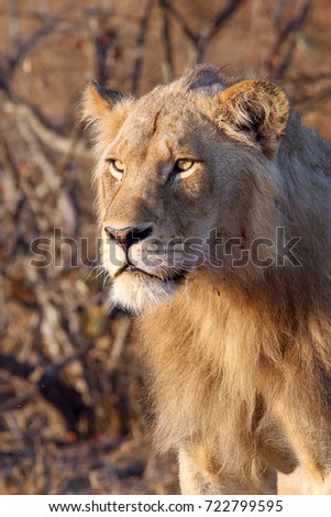 Portrait of a Male African Lion