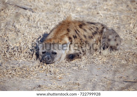 Wild hyena in the African bush