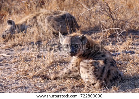Wild hyena in the African bush