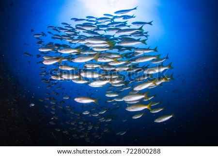 Schooling fish - snappers and jack fished. Underwater life in Pacific, around Coiba island, Panama, Central America.