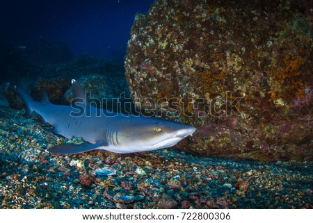 White tip reef shark resting by the bottom.. Underwater life in Pacific, around Coiba island, Panama, Central America.