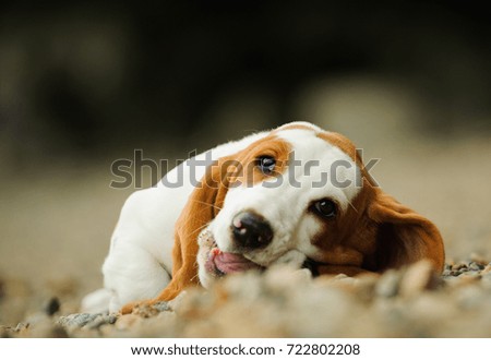 Basset Hound puppy chewing something on rocky ground
