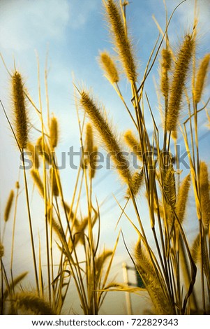 flower grass and sunrise background in the morning