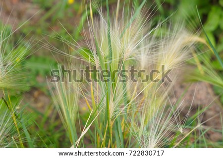 Hordeum jubatum or foxtail barley or bobtail barley or squirreltail barley green plant