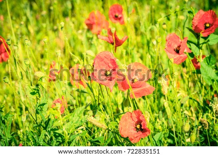 Red poppies in a summer meadow on a sunny day. Horizontal shot