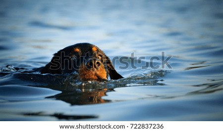 Rottweiler dog swimming in blue water